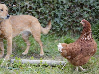 The hexagonal wire mesh rolls are separating a chicken and a dog.