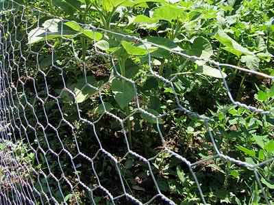 The hexagonal wire mesh rolls are installed surrounding the vegetables in the garden.