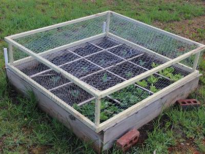 The garden fence netting is covering the seedling bed.