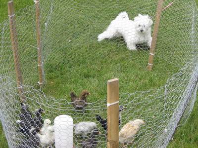 Garden fence is installed on the ground and several chickens in and a dog out.